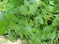 Cilantro or Chinese Parsley / Coriandrum sativum  